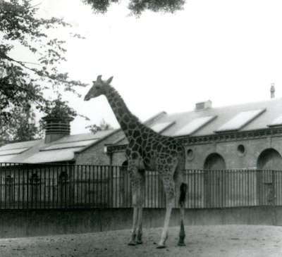 Female Giraffe Maud, Standing in the Paddock Outside the Giraffe House, London Zoo, 1923 by Frederick William Bond